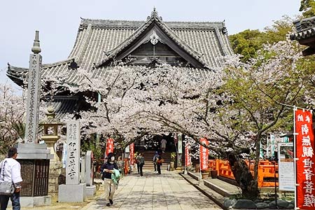 和歌山市の桜